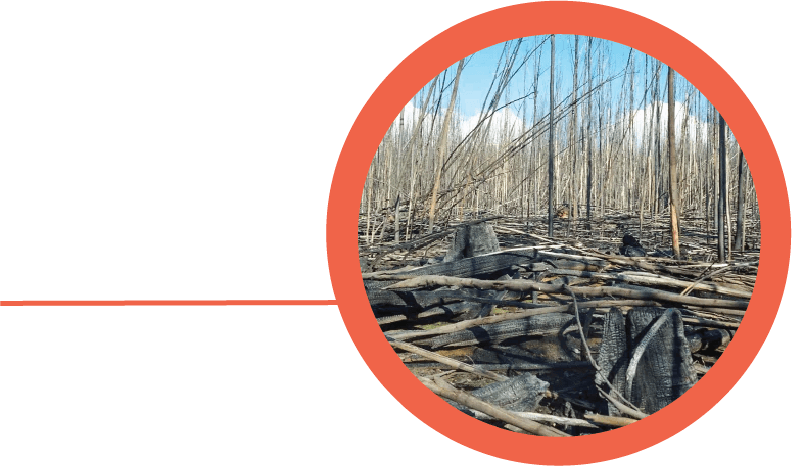 Logging coupe debris, left to be burned off and release toxic emissions into the atmosphere.