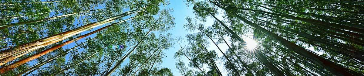 View from the ground of the tops of the native trees in Victoria's forests.