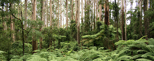 Clark Generations worksite, a eucalyptus tree forest in the victorian high country.