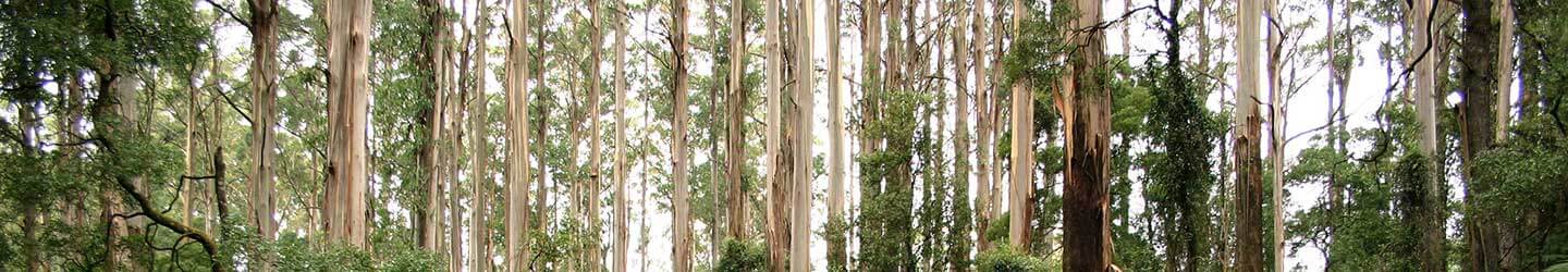 A eucalyptus forest, where Clark Generations operates, with lush greenery and trees.