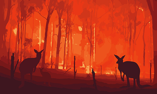 The australian forest red with fire with kangaroos caught in the catastrophe.