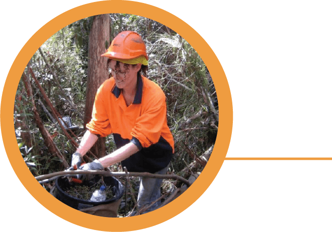Seed collector harvesting eucalyptus seeds from fallen branches to regenerate bushfires.